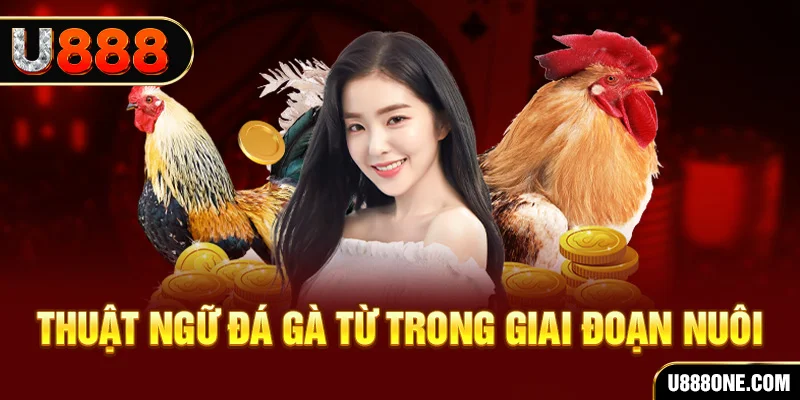 win rar xổ số miền bắc 90 ngày